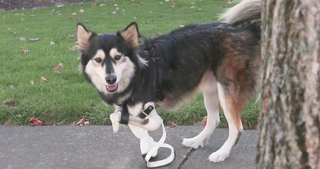 Illustration for article titled Derby, the Adorable Cybernetic Dog, Just Got Upgraded 3D-Printed Legs